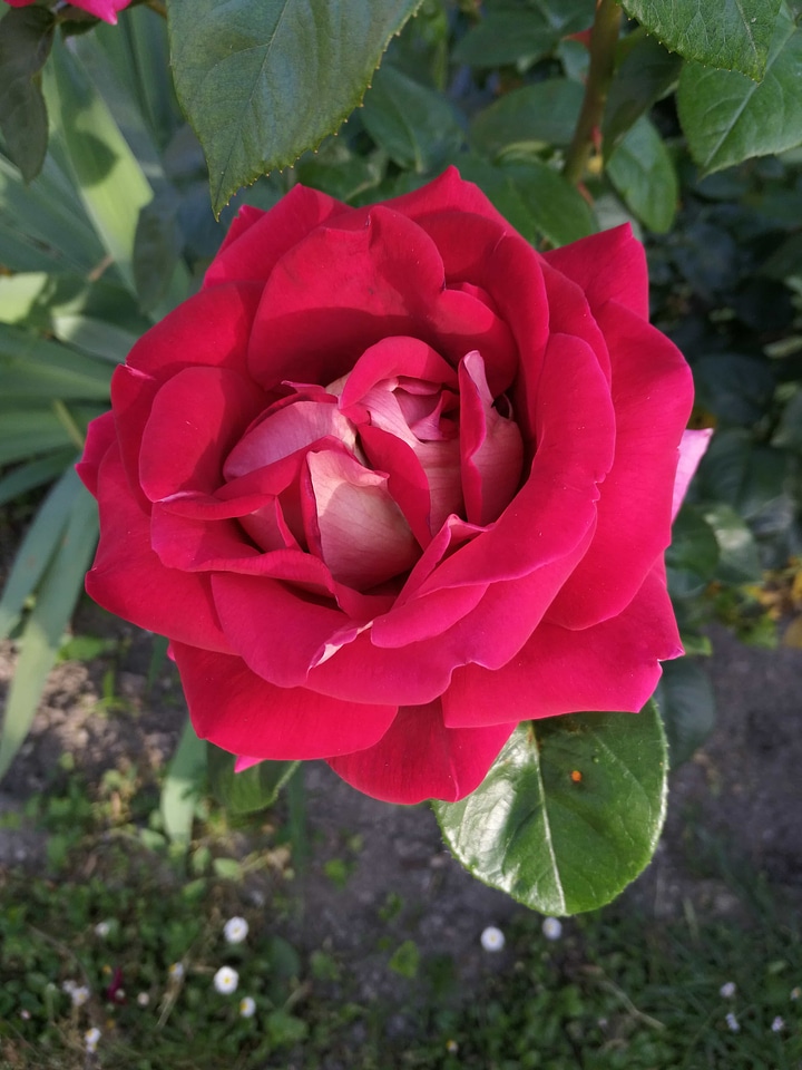 Beautiful Flowers petals reddish