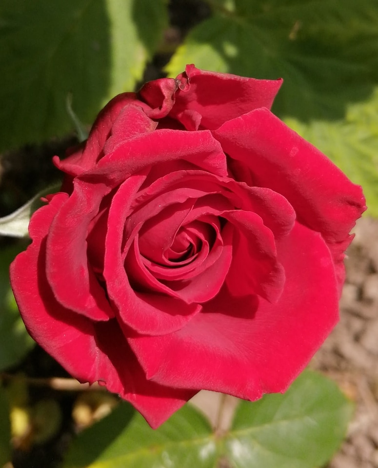 Close-Up detail petals