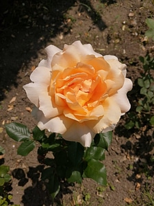 Roses yellowish plant photo