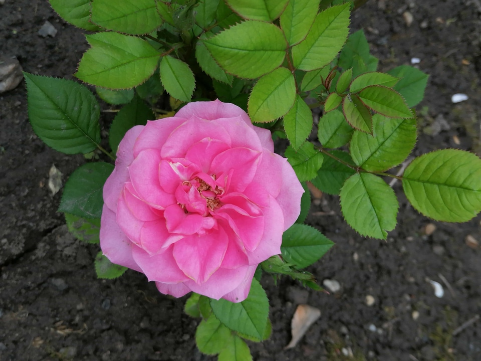 Ground roses rose