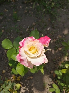 Colorful petals sunny