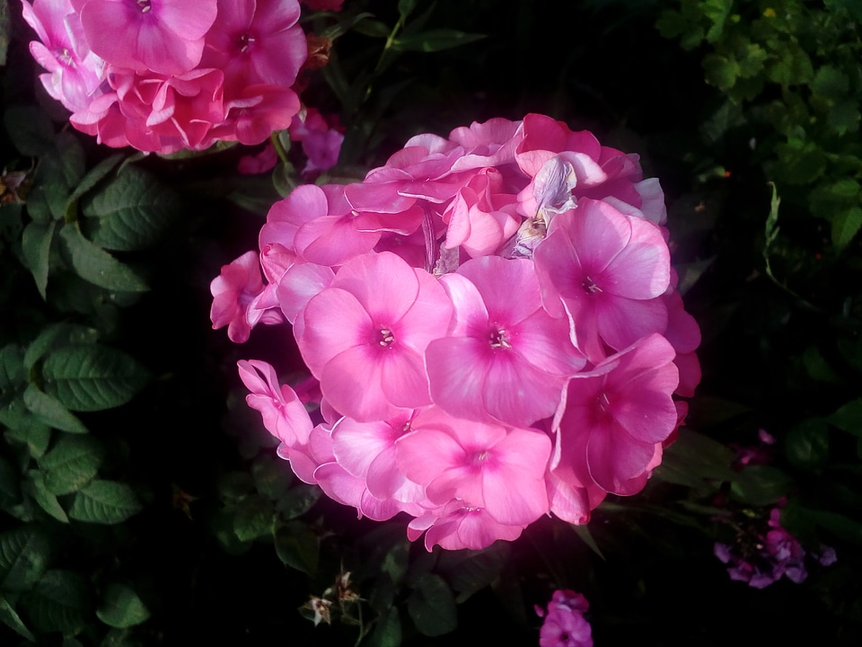 Horticulture hydrangea petals