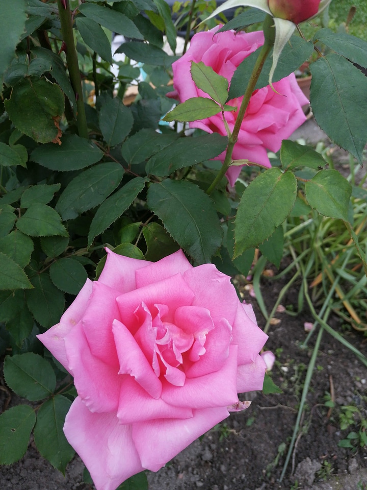 Details horticulture pinkish