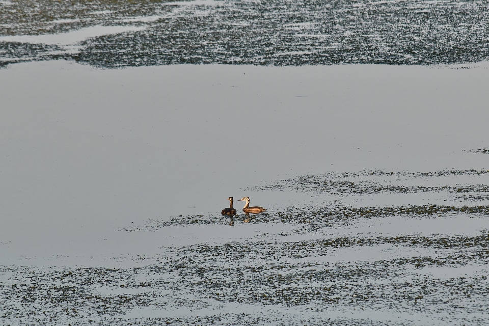 Swamp wading bird seaside