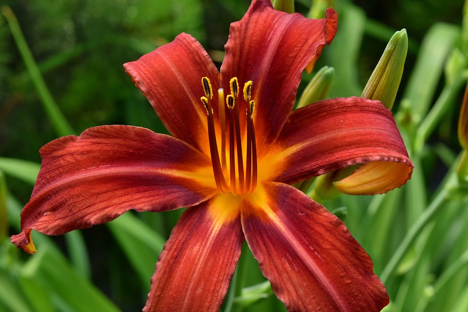 Beautiful Flowers lily petals
