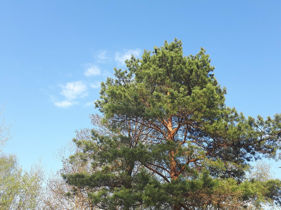 Branches conifers trees