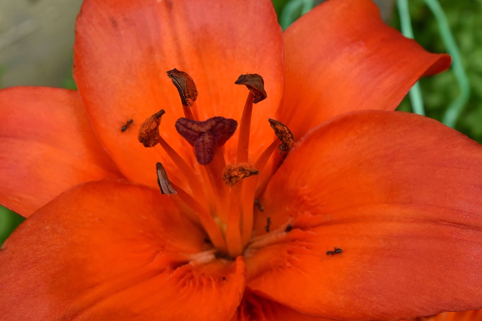 Close-Up herb lily