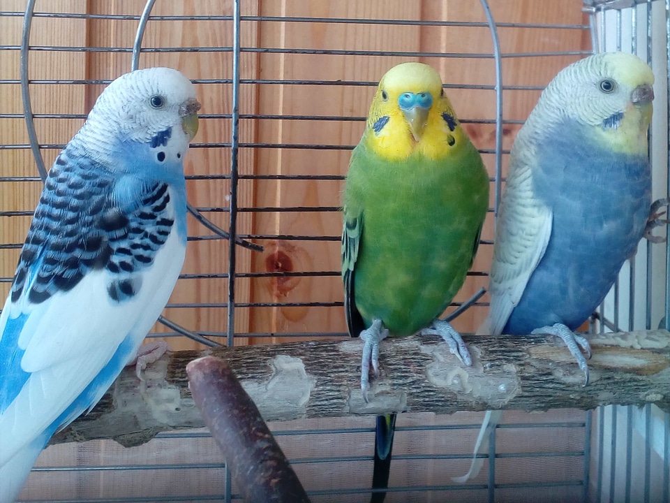 Cage parakeet parrots