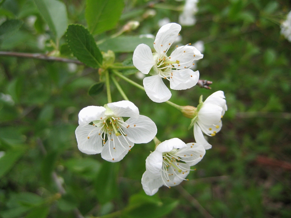 Apple Tree spring shrub