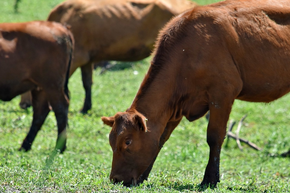 Bull cow field photo