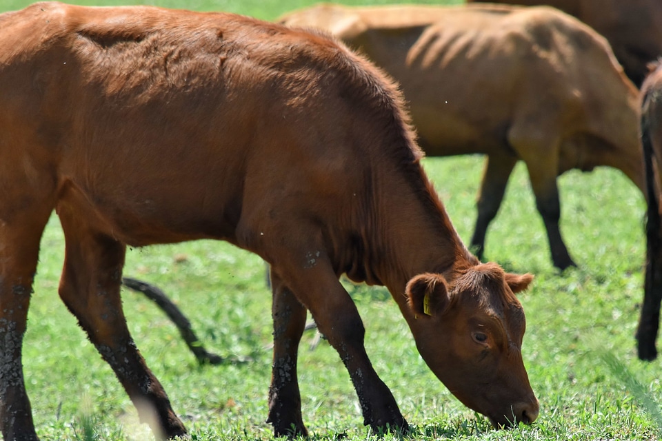 Cow grazing light brown