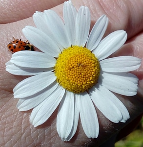 Daisy hand insect