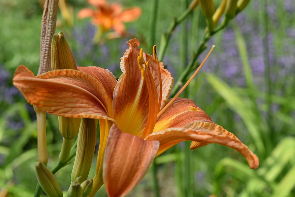 Daylight garden horticulture