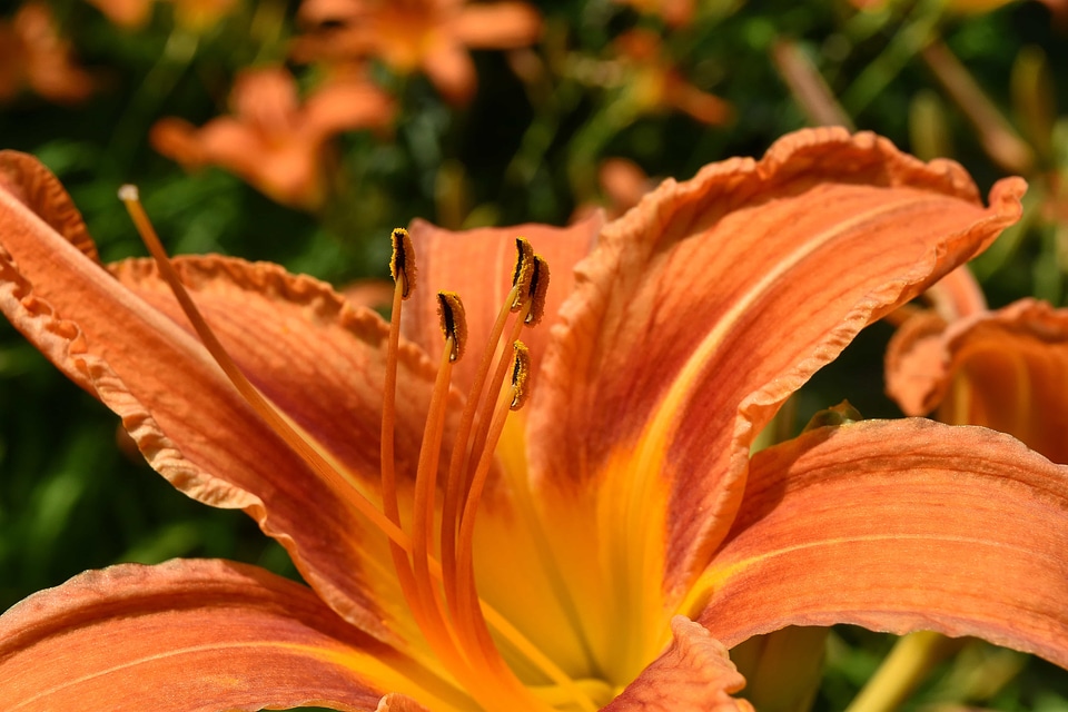 Close-Up detail horticulture