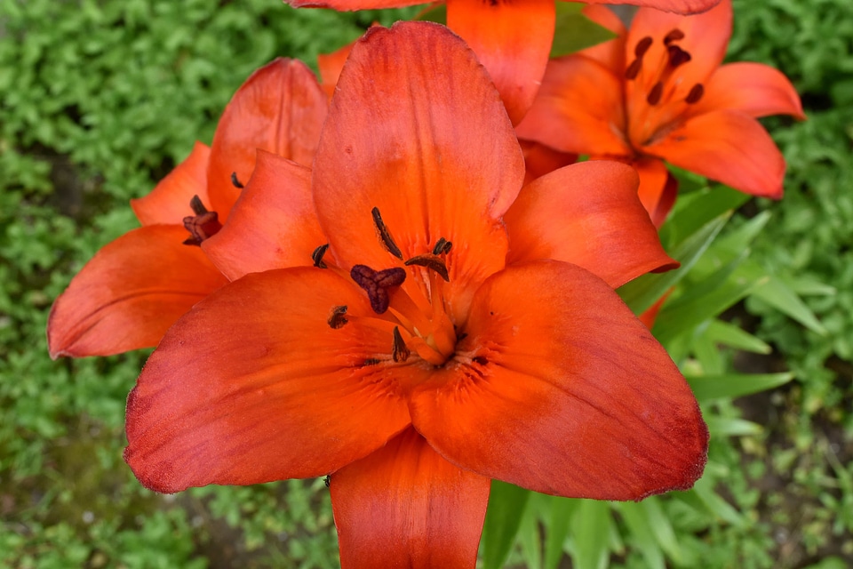 Details flower garden gardening
