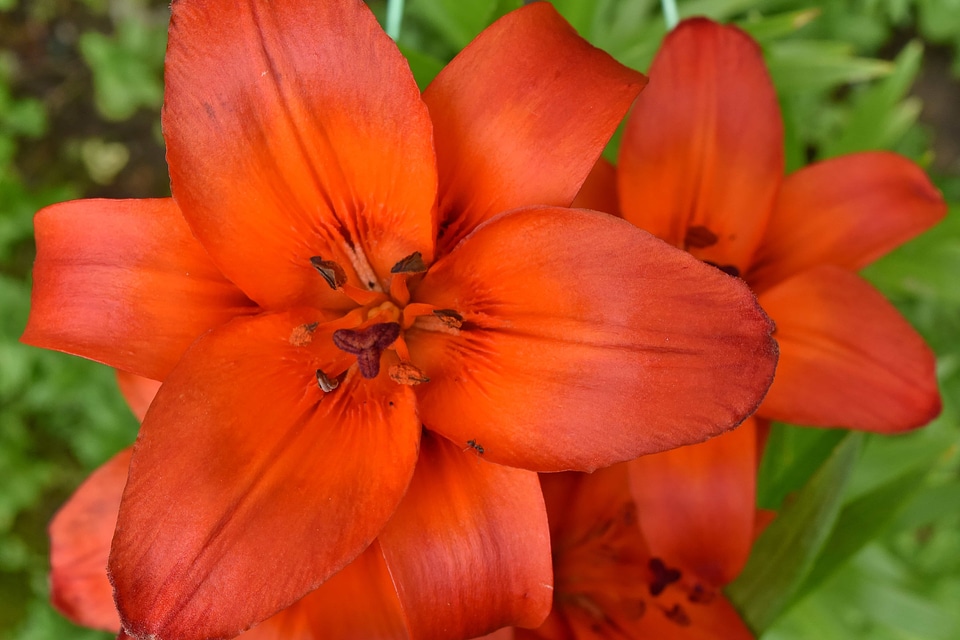 Beautiful Flowers lily pollen