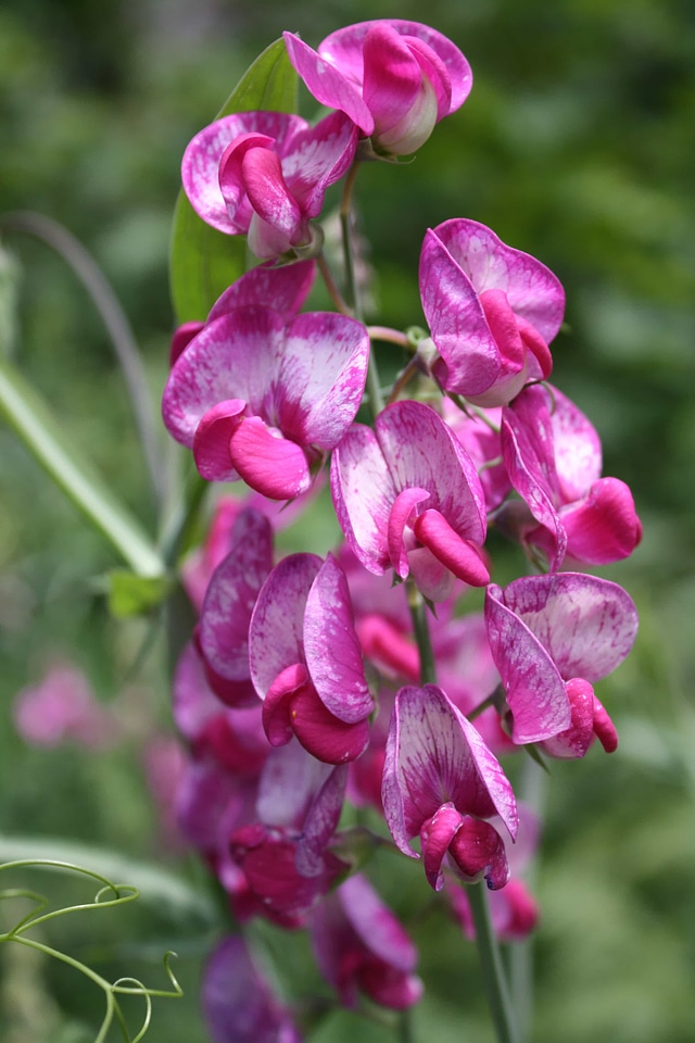 Flowers meadow plant