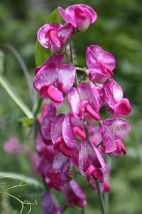 Flowers meadow plant