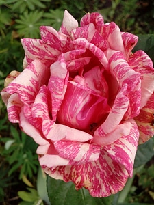 Colourful flower garden gardening
