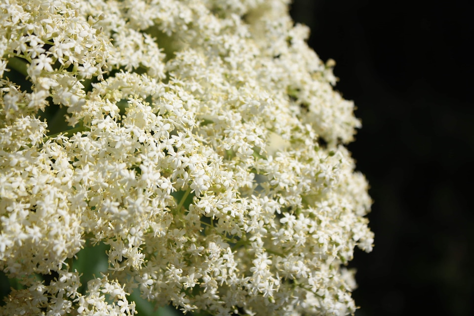 Petals shrub white flower