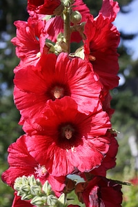 Flower Garden flowers nectar