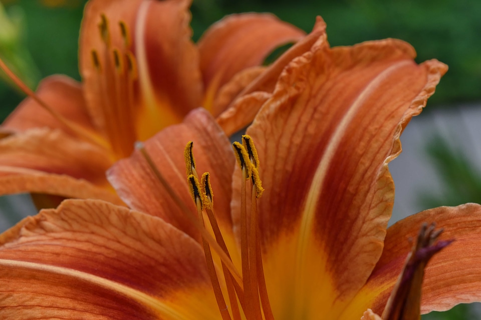 Close-Up flower garden flowers