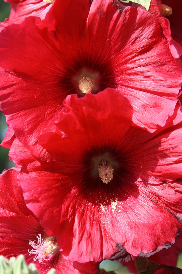 Petals pistil red