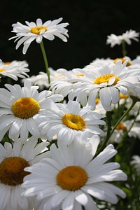 Flower Garden margarita meadow