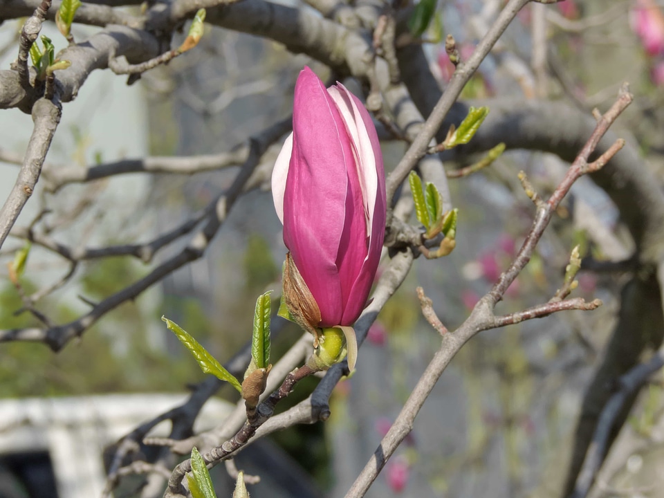 Flower Bud flower garden horticulture