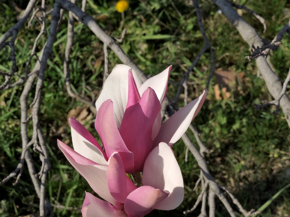 Beautiful Flowers flower garden magnolia