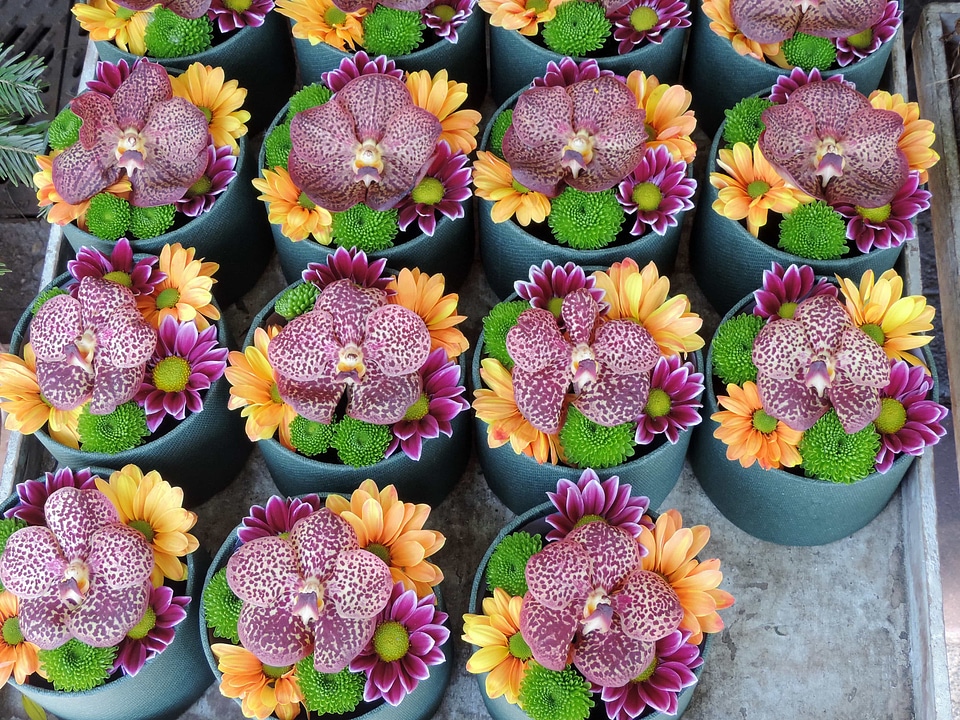 Decoration marketplace orchid