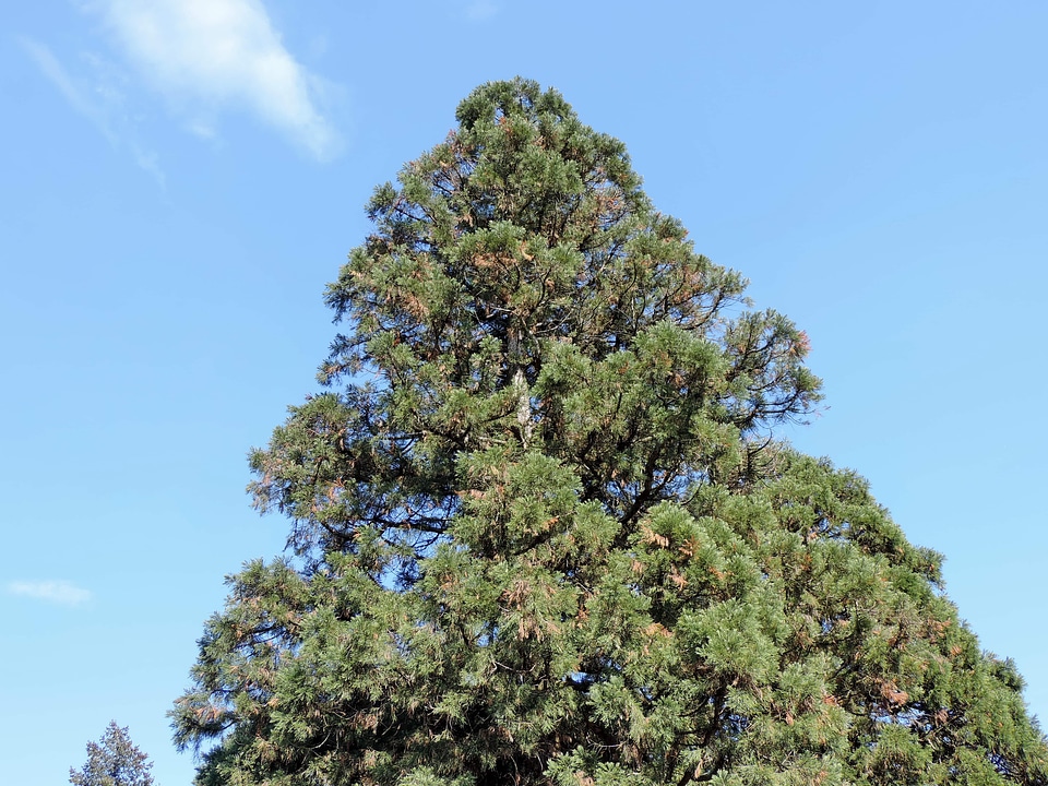 Conifers high pine