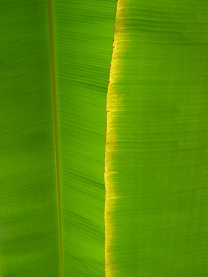 Foliage green detail
