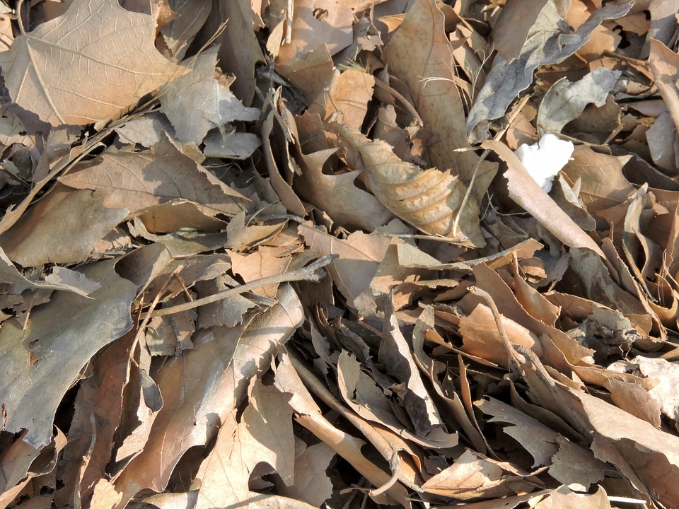Dry dry season light brown