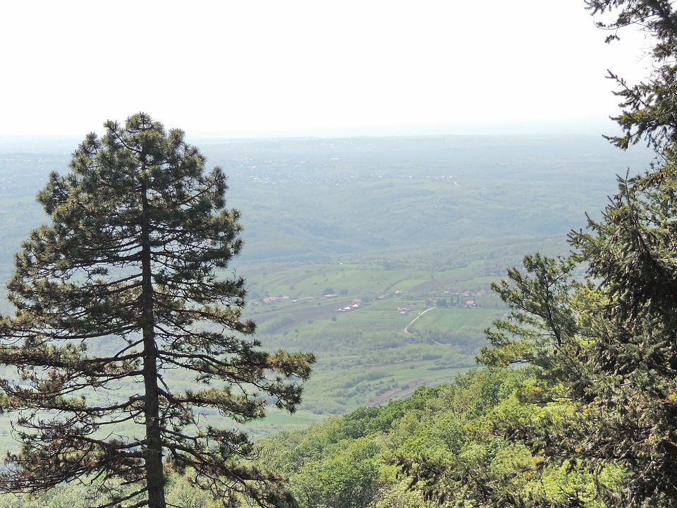 Conifers hills hilltop