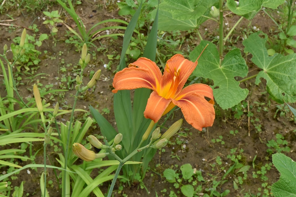 Flower Garden garden lily