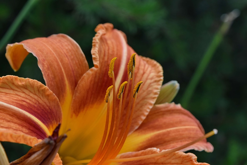 Close-Up elegant exotic