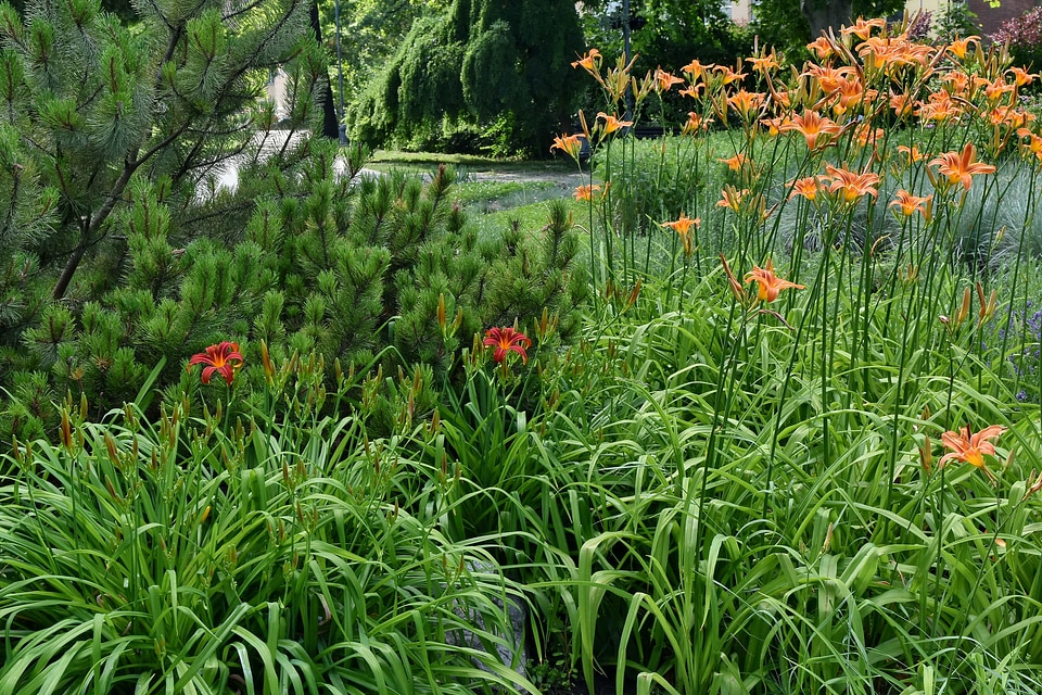 Conifers garden horticulture