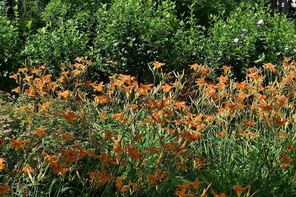 Countryside flower garden garden
