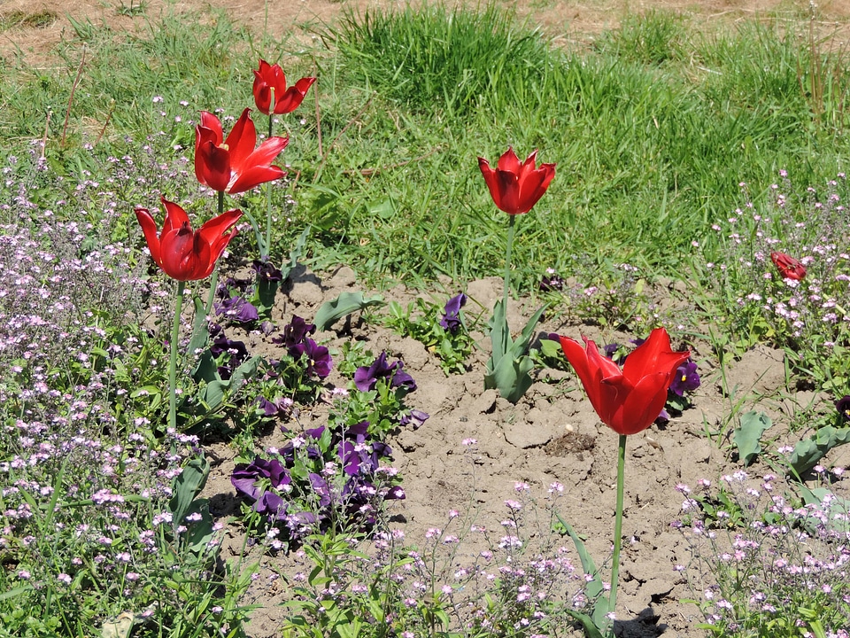 Tulips spring plant