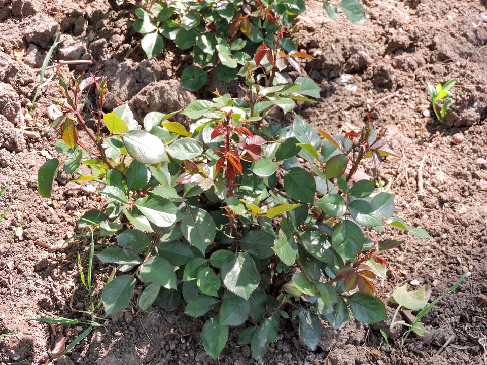 Rose soil agriculture