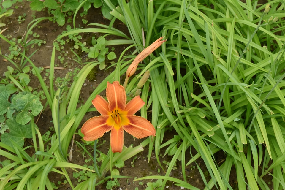Beautiful Flowers flower bud garden