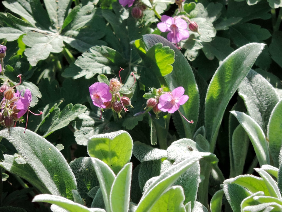 Wildflower plant flower