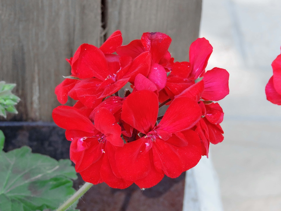 Petal geranium flower