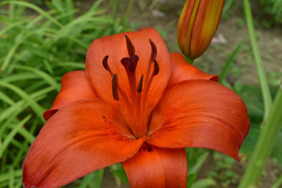 Biology flower garden horticulture
