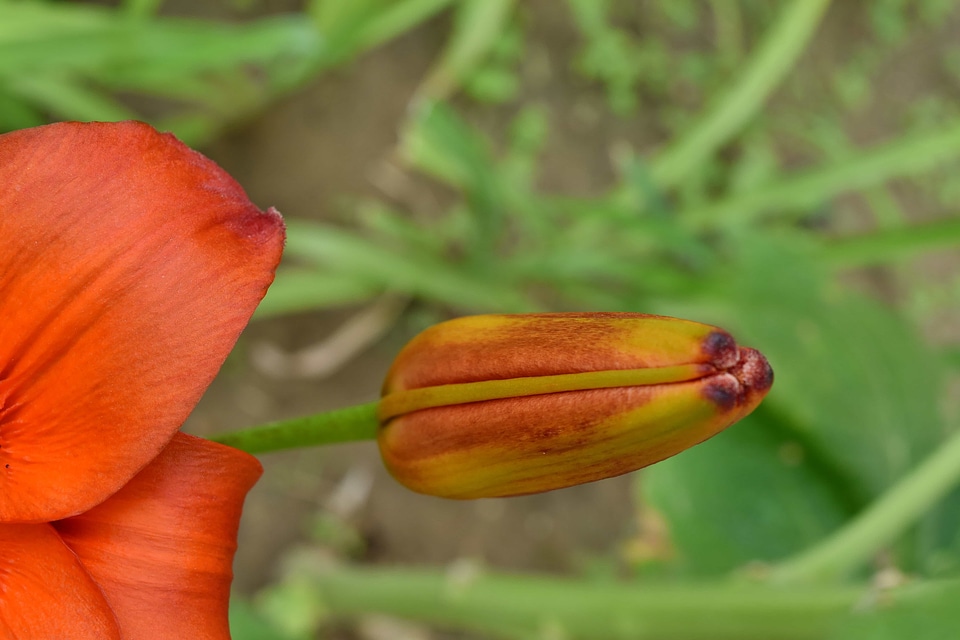 Close-Up flower bud herb