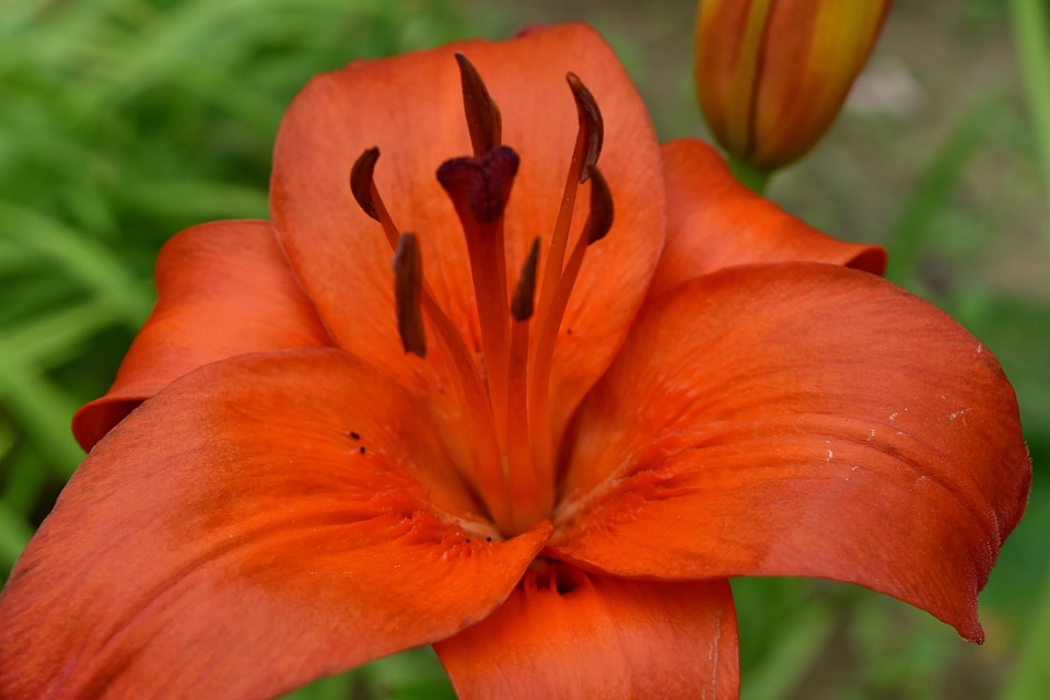 Botanic close-up detail
