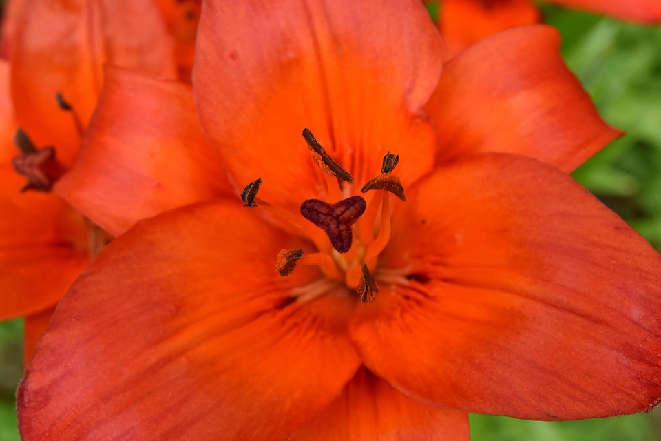 Close-Up lily pistil