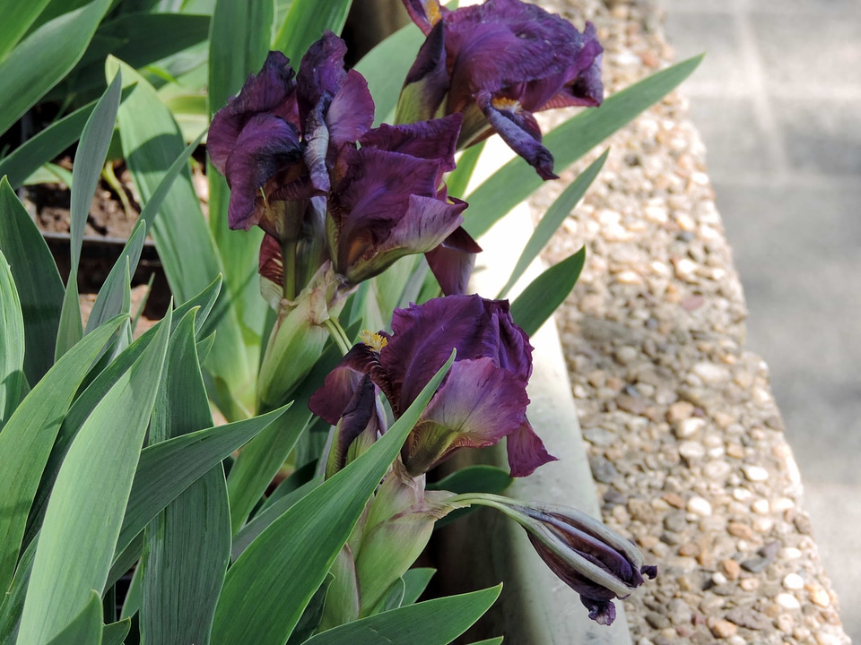 Flowerpot iris purple