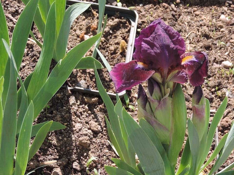 Flower Bud flower garden iris